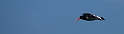 Oystercatcher flying -  B